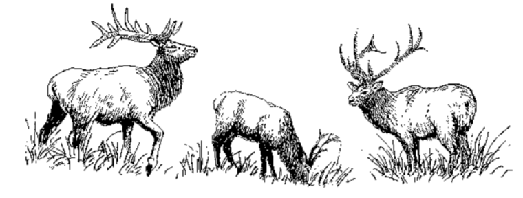 Drawing of three bucks in the grass.