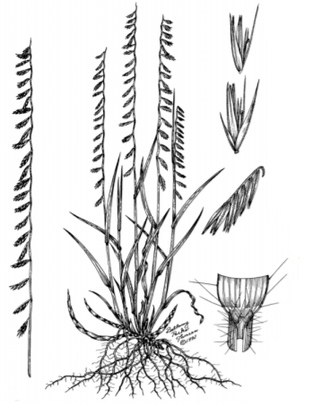 A drawing of different plants.