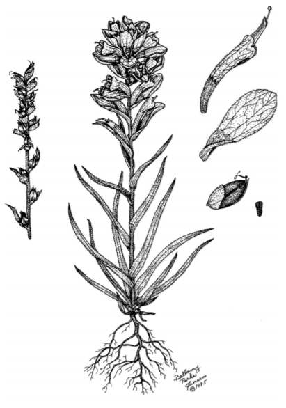 A drawing of a plant.