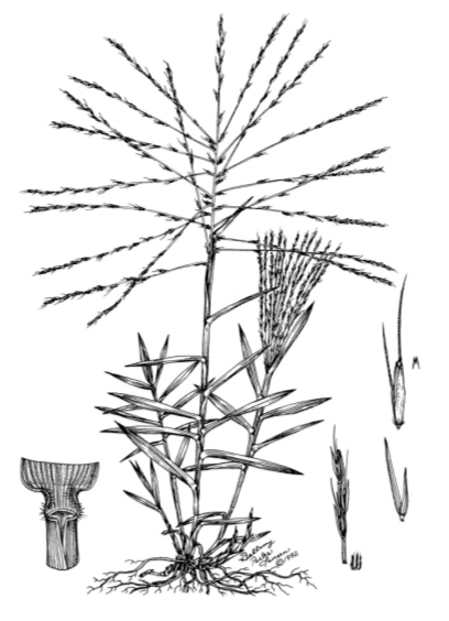 A drawing of a plant. 