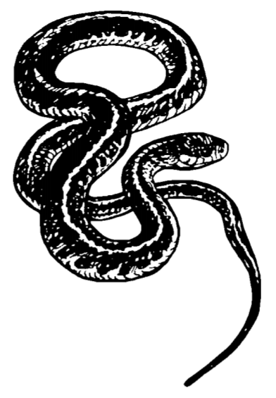 Drawing of a snake currled up.