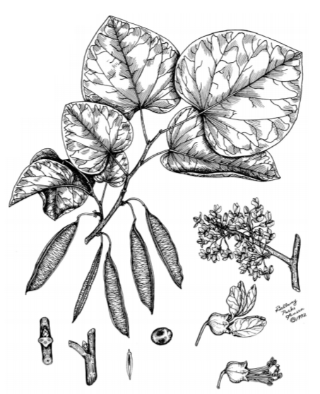 A drawing of plants.