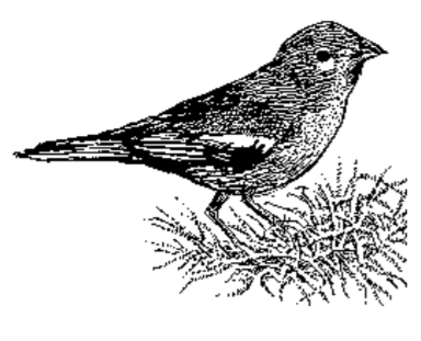 Drawing of a bird on top of a nest. 