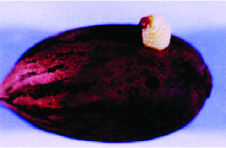 Fourth instar pecan weevil larva exiting a nut.