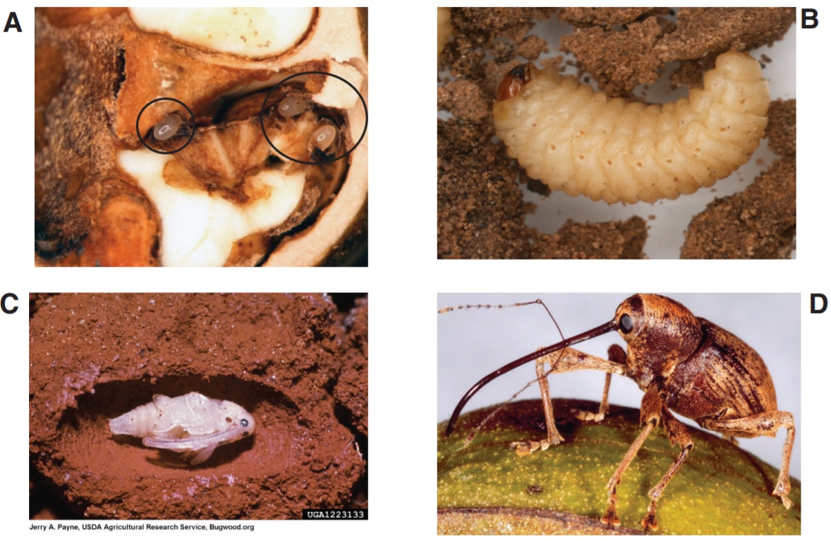 Four life stages of the pecan weevil include eggs, instar larba, pupa inside earthen cell and adult female on pecan.