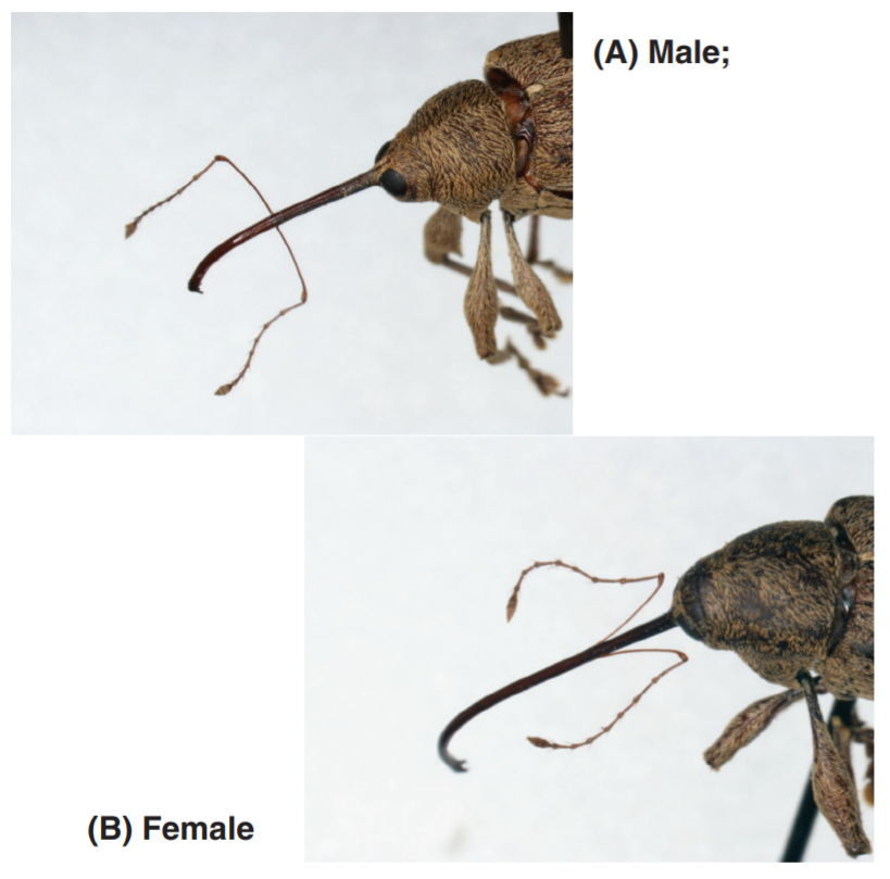 Pecan weevil adults showing insertion point of antennae on proboscis.