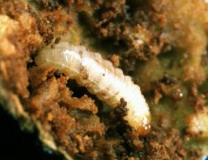 Close up a small larva.