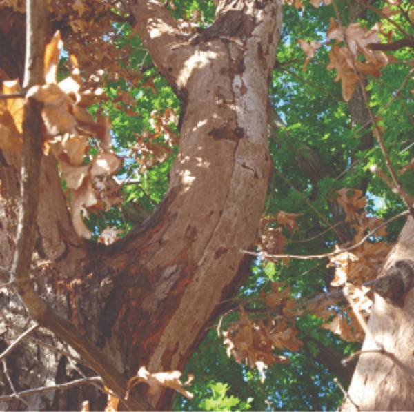 An exposed stroma on a scaffold limb of an oak tree.