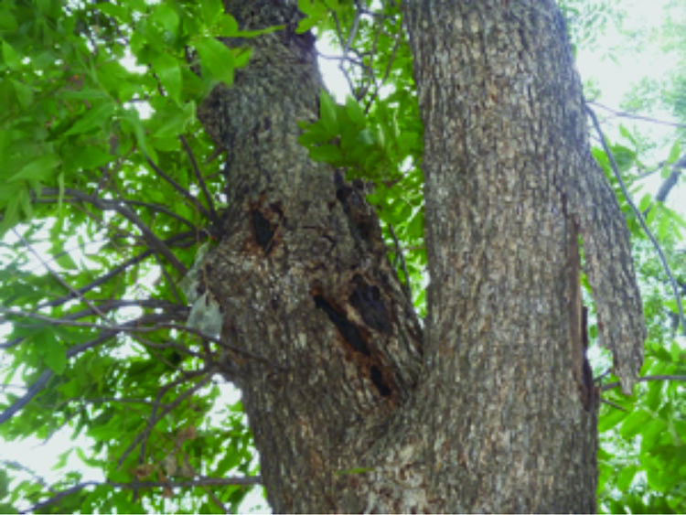 Small, black, mature stroma on a tree.