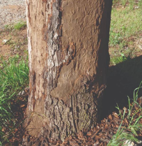 An exposed stroma on a tree.