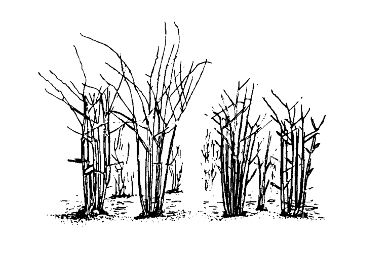 Pruning erect canes. Before (left), After (right).