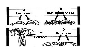 Primocanes grow during the spring and summer, and are left on the ground under the trellis.