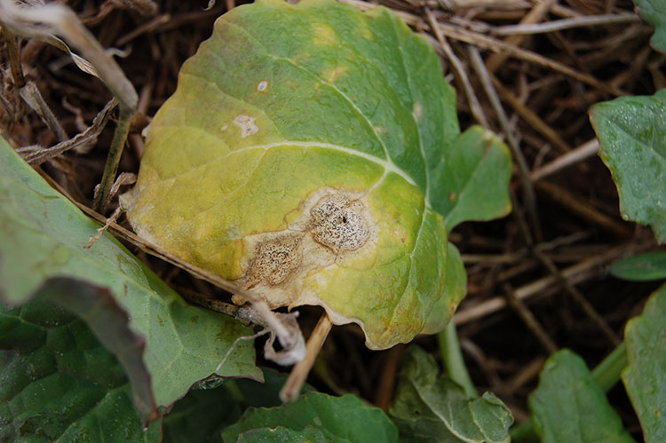Older leaf spots are tan in color and contain distinct black fruiting bodies.