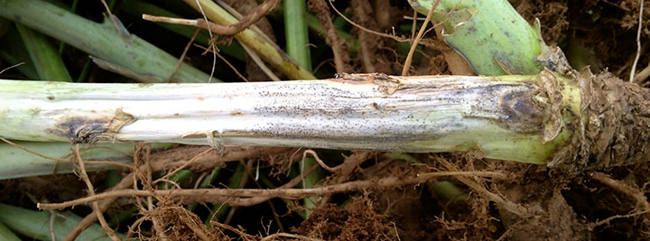 Stem canker on lower stem with black fruiting bodies.