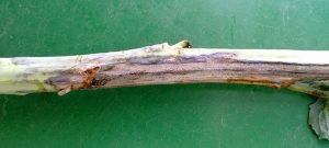 Stem canker on upper stem with black fruiting bodies.