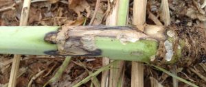 Stem canker with dark margin developing from leaf scars.