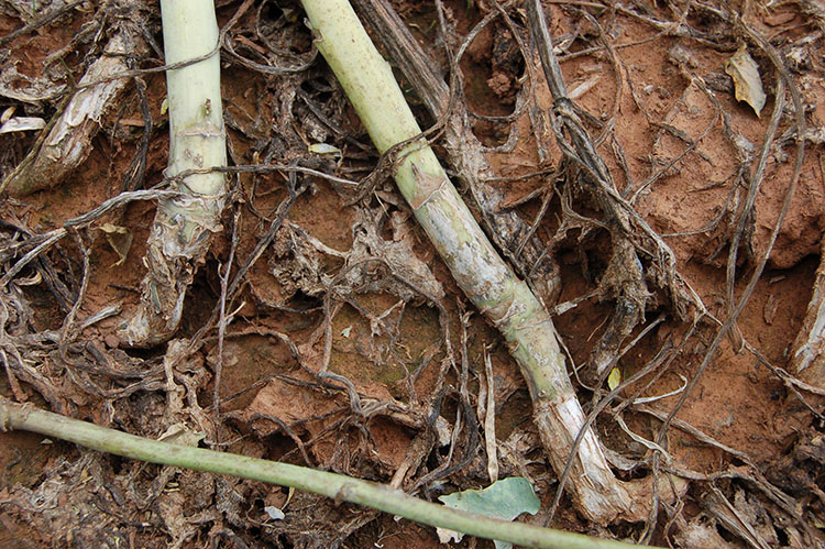Stems of a susceptible variety girdled and constricted by black leg causing the plants to lodge.