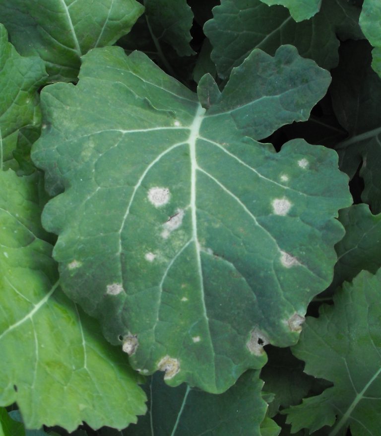 Early symptoms of black leg are leaf spots on rosette-stage canola.