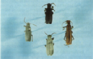 Examples of Black, spotted, striped, and gray blister beetles.