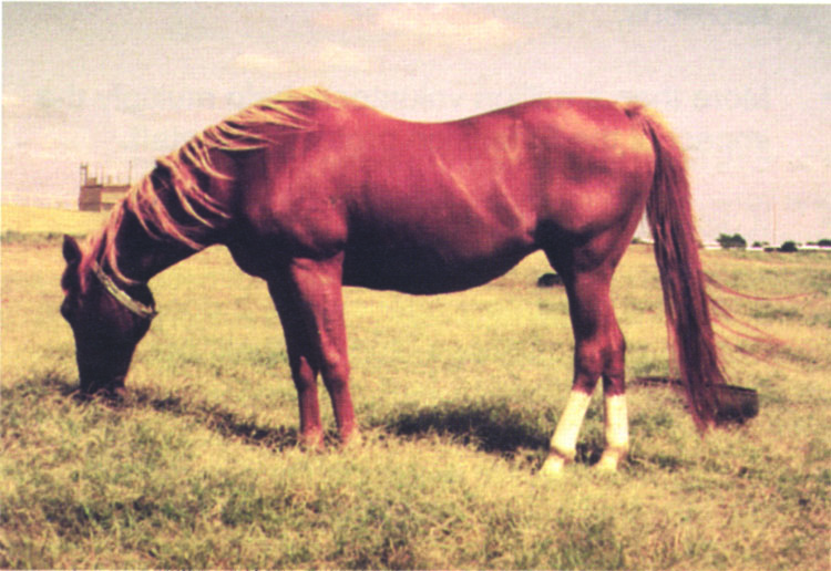 Aged broodmare in Body Condition 4: Moderately Thin