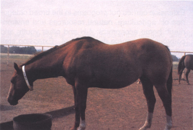 Broodmare in early gestation in Body Condition 5: Moderate