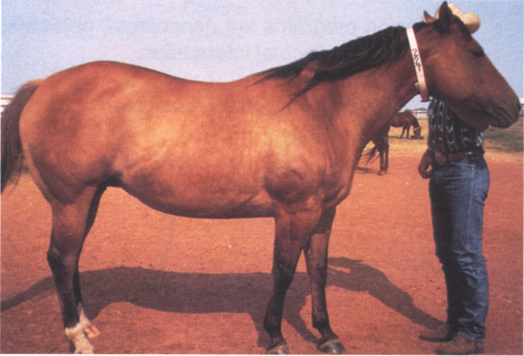 Broodmare in early gestation in Body Condition 7: Fleshy