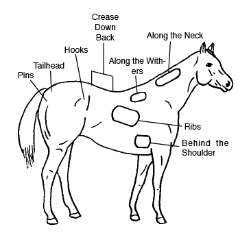 Locations of fat deposition on a figure horse