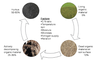 Organic components of the soil.