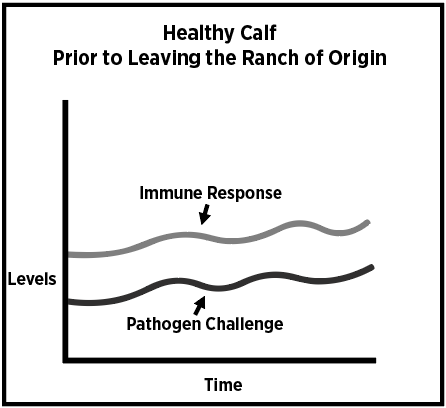 Responses from a healthy calf prior to leaving the ranch of origin.