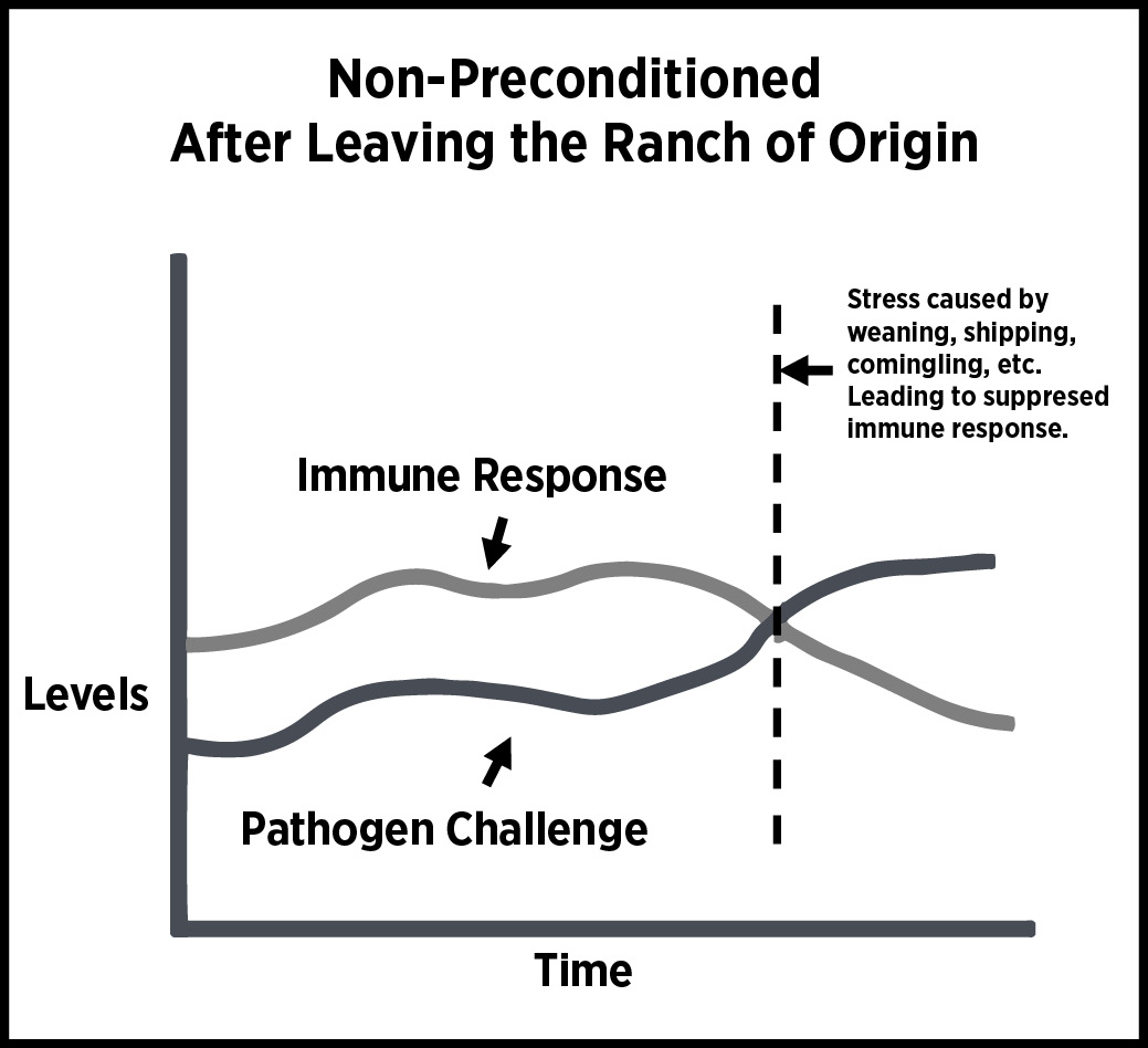 Results from a non-preconditioned after leaving the ranch of origin.