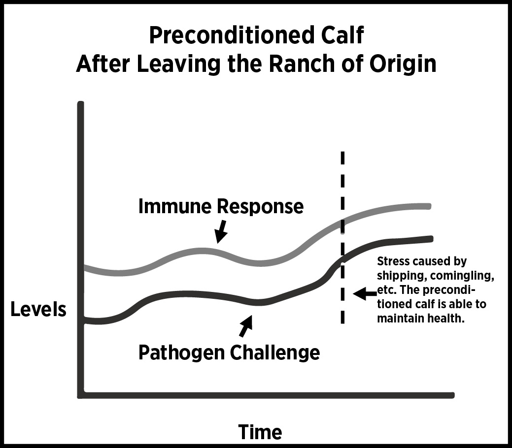 Results of a preconditioned calf after leaving the ranch of origin.