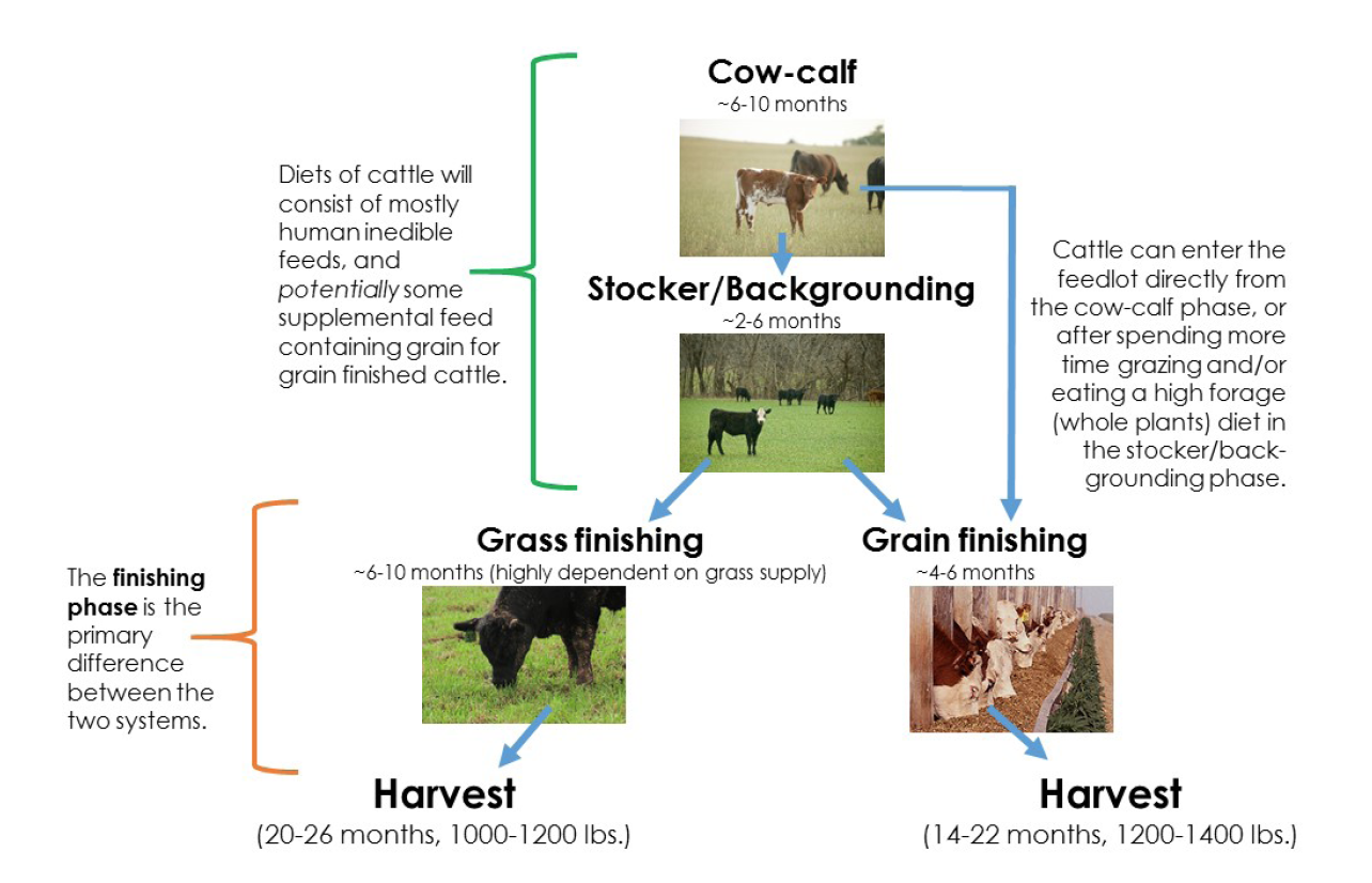 Carbon Footprint Comparison Between Grass- and Grain-finished Beef |  Oklahoma State University