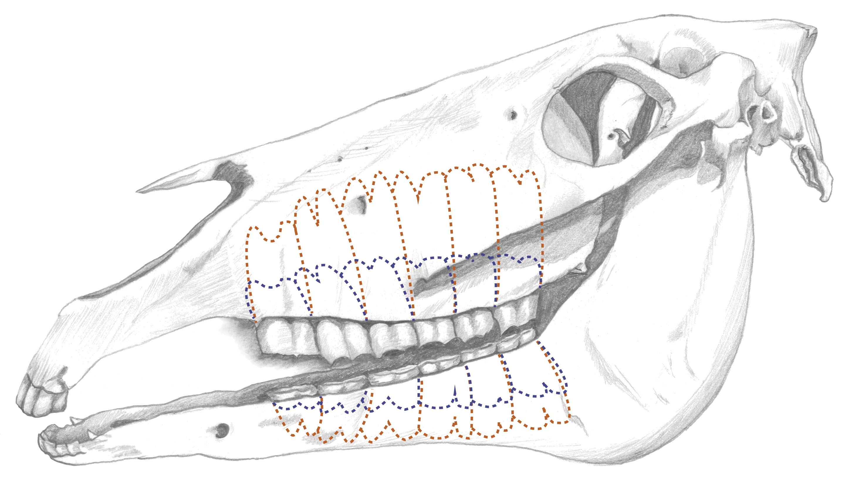 This illustration shows the change in root length of the tooth of the horse as it ages.