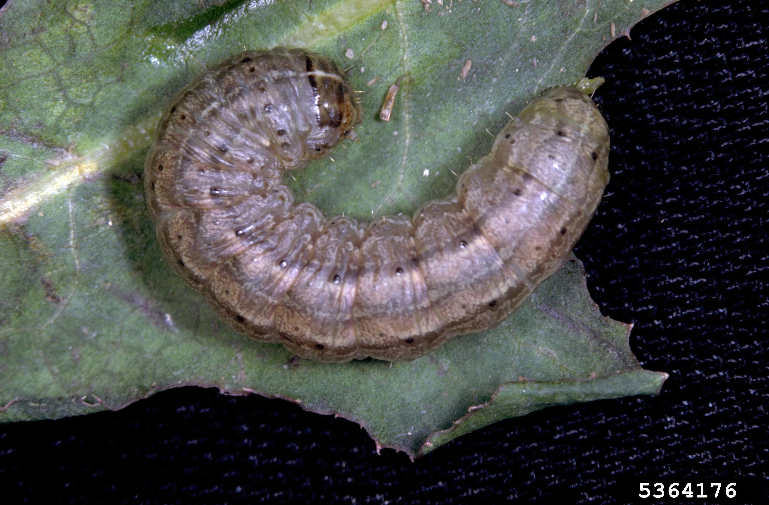 Army Cutworm on a leaf. 