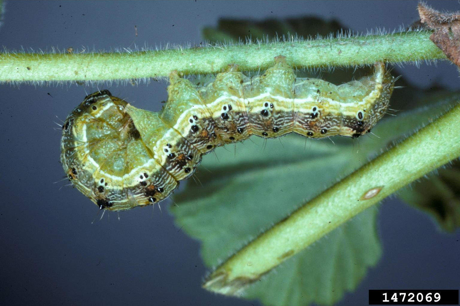 Corn earworm larva.