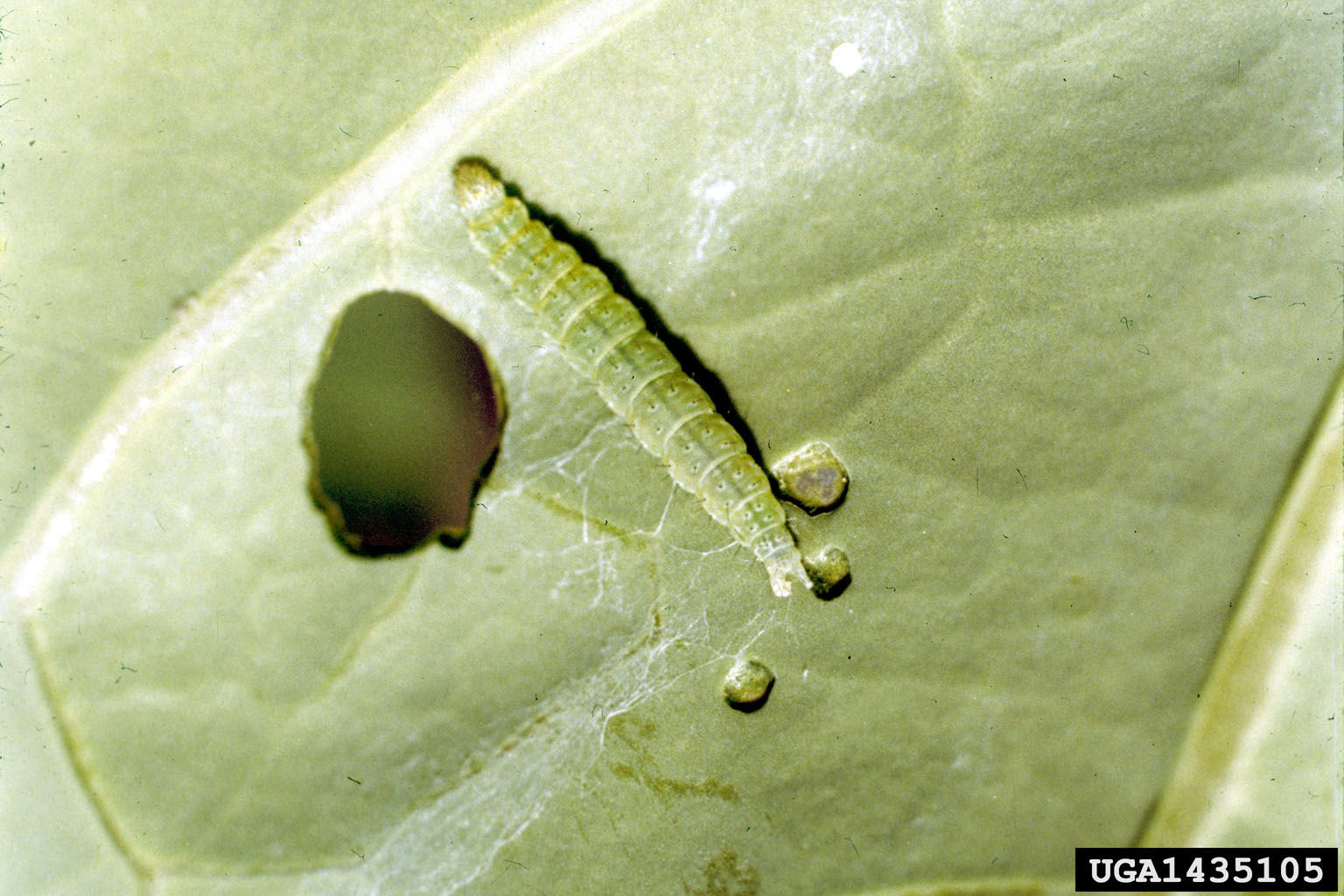 Diamondback moth larva on a leaf.