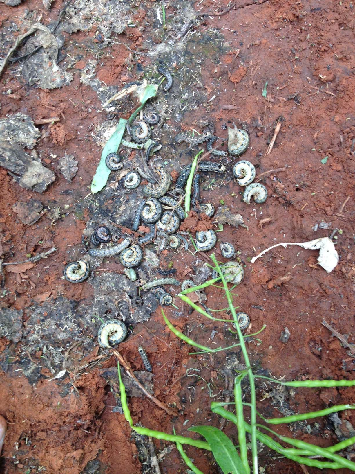 Variegated cutworms in canola field.