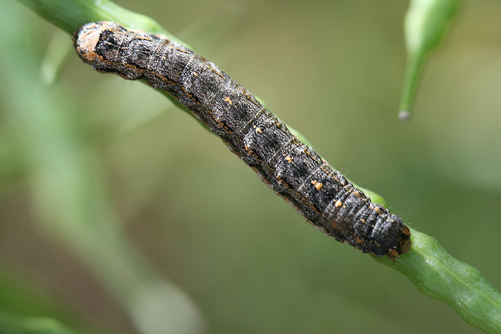 Variegated cutworm on a stem.