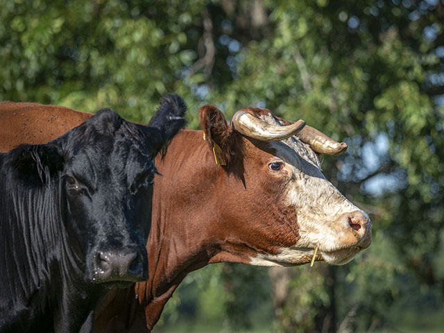 Cattle Marketing Plans: Traditional vs. Direct to Consumer