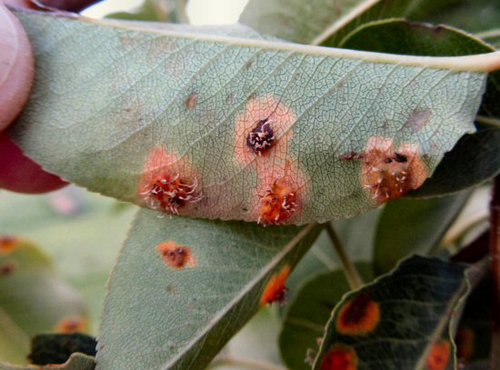 Aecial projections on the underside of an apple leaf with cedar-apple rust disease.