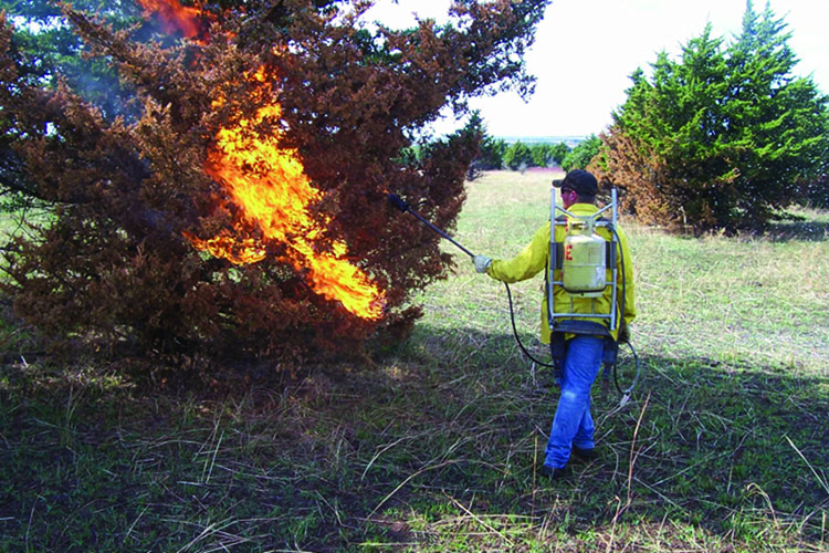 Authorities scorching a cedar tree.