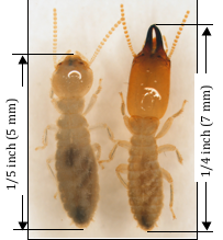 Two types of termites side by side eachother showing the difference in size.