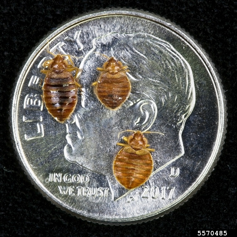 3 brown bed bugs on a silver dime.