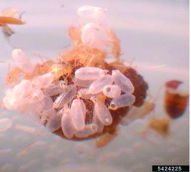 Bed bug eggs.