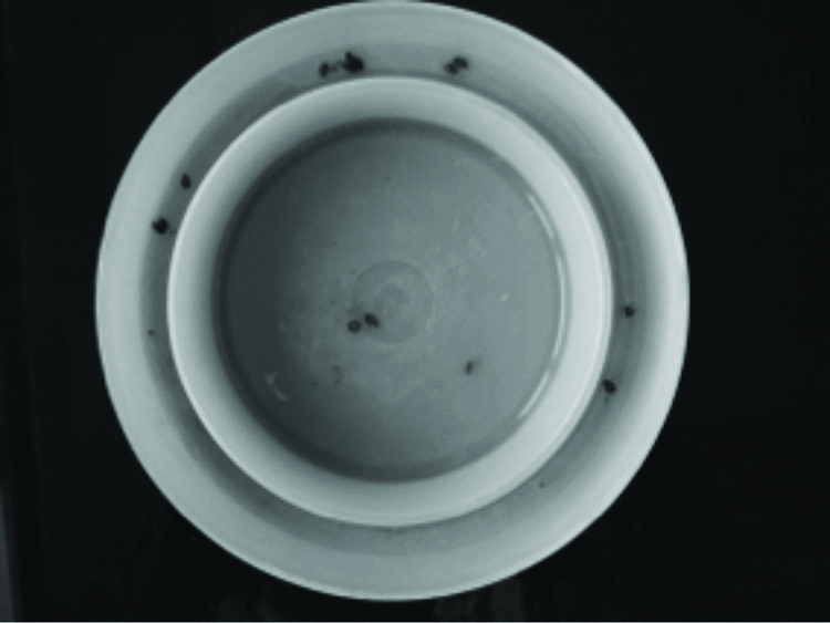 Climbup Bed Bug Trap.