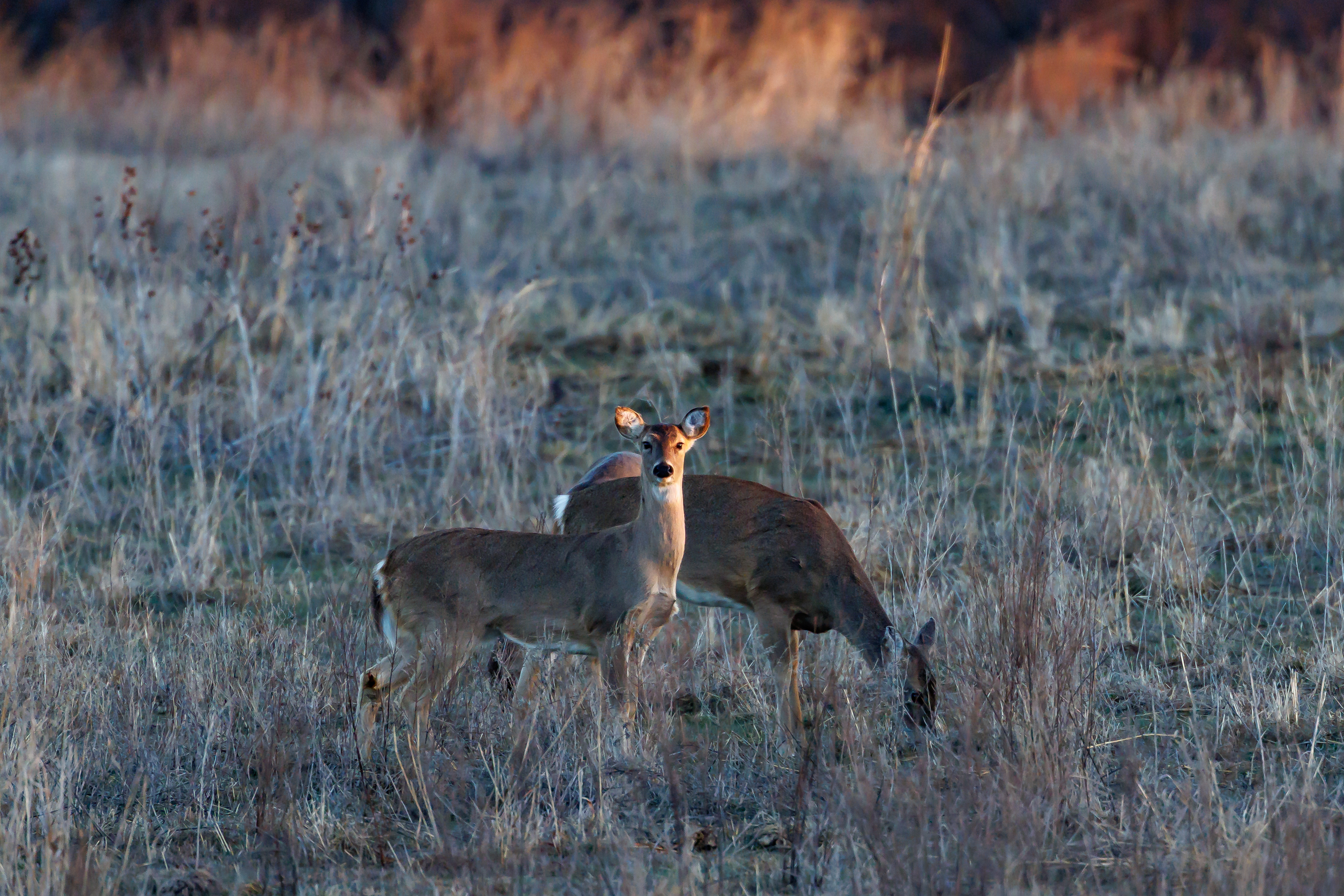 A deer and a doe in a field standing next to one another.
