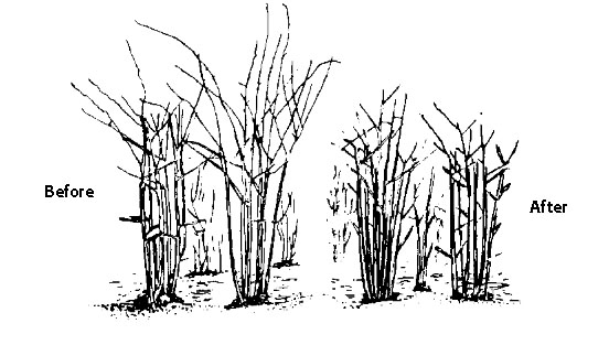Before and after pruning erect canes.