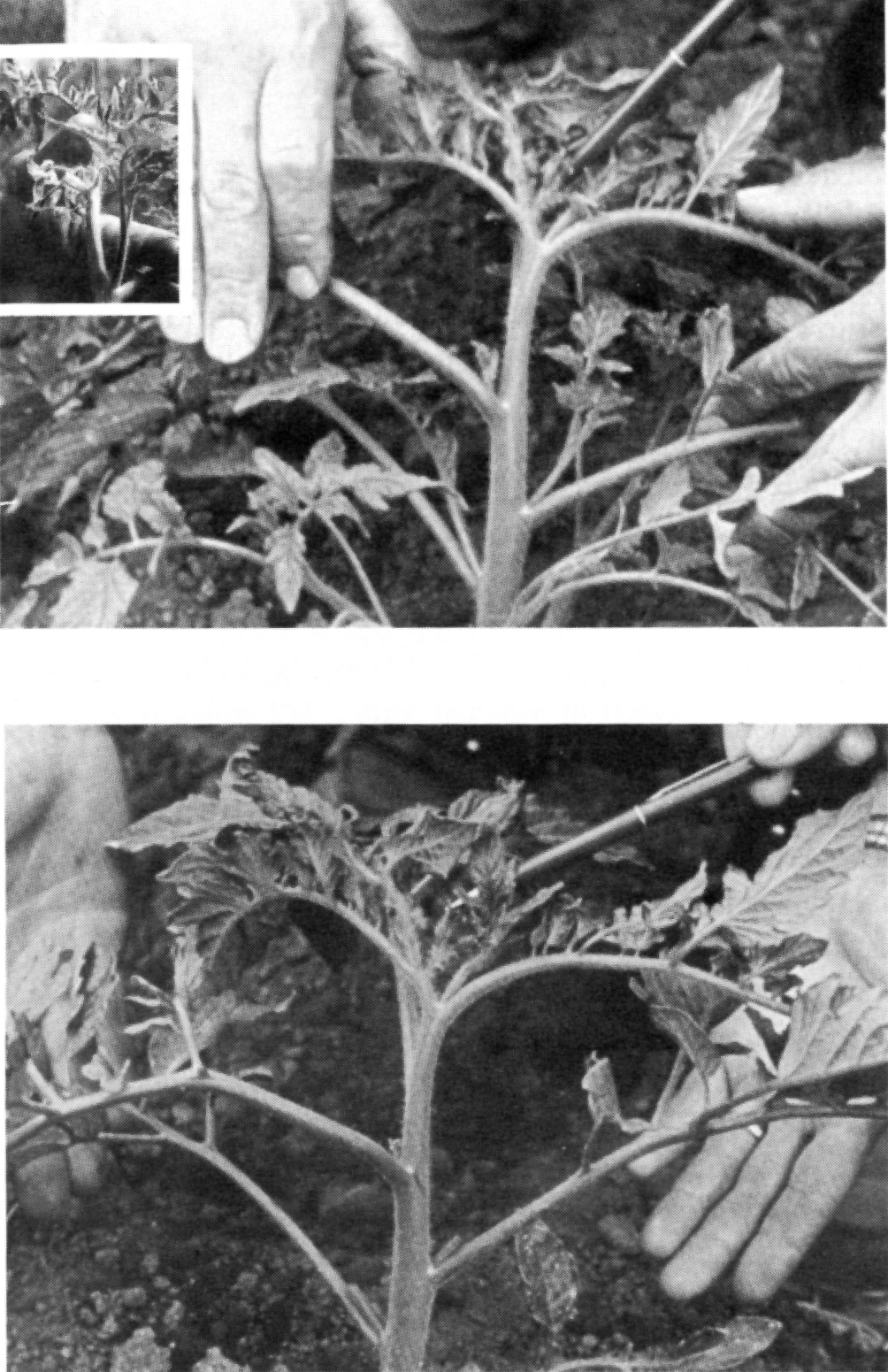 A method of pruning staked tomatoes.