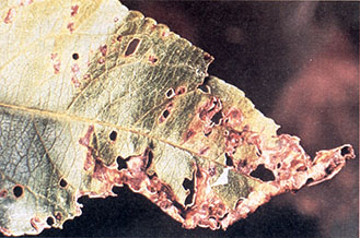 Bacterial spots on peach leaf