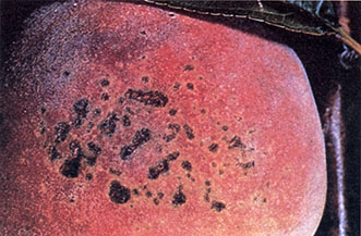 Bacteria spots on a peach fruit